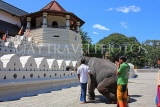 SRI LANKA, Kandy, Temple of the Tooth, and elephant trained to kneel before temple, SLK2904JPL