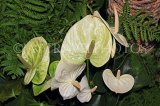 SRI LANKA, Kandy, flowers, Anthuriums, SLK5111JPL