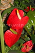 SRI LANKA, Kandy, flowers, Anthuriums, SLK5112JPL