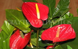 SRI LANKA, Kandy, flowers, Anthuriums, SLK5115JPL