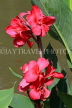 SRI LANKA, Kandy, lakeside, Canna flowers, SLK3803JPL