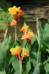 SRI LANKA, Kandy, lakeside, Canna flowers, SLK3804JPL