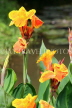 SRI LANKA, Kandy, lakeside, Canna flowers, SLK3805JPL