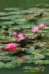 SRI LANKA, Kandy, lakeside, Water Lilies, SLK3806JPL