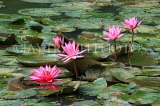 SRI LANKA, Kandy, lakeside, Water Lilies, SLK3807JPL