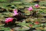 SRI LANKA, Kandy, lakeside, Water Lilies, SLK3809JPL