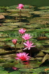 SRI LANKA, Kandy, lakeside, Water Lilies, SLK3810JPL