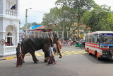SRI LANKA, Kandy, town centre, elephant and mahout crossing the road, SLK3714JPL