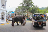 SRI LANKA, Kandy, town centre, elephant and mahout crossing the road, SLK3715JPL