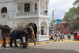 SRI LANKA, Kandy, town centre, elephant and mahout walking along road, SLK3713JPL