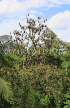 SRI LANKA, Kandy area, Bats on a tree top, SLK2492JPL