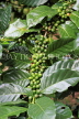 SRI LANKA, Kandy area, Coffee Tree, beans on branch, SLK4537JPL
