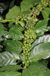 SRI LANKA, Kandy area, Coffee Tree, beans on branch, SLK4540JPL