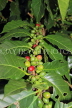 SRI LANKA, Kandy area, Coffee Tree, beans on branch, SLK4541JPL