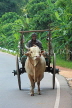 SRI LANKA, Kandy area, ox drawn cart, rural scene, SLK2574JPL
