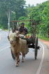 SRI LANKA, Kandy area, ox drawn cart, rural scene, SLK2576JPL
