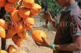 SRI LANKA, Kandy area, roadside stall selling King Coconut (Thambili), vendor cutting fruit, SLK2550JPL