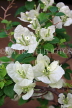 SRI LANKA, Kandy area, white Bougainvillea flowers, SLK3178JPL