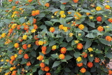 SRI LANKA, Kandy area, wild flowers, Lantana flowers, SLK4549JPL
