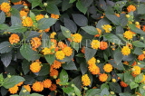 SRI LANKA, Kandy area, wild flowers, Lantana flowers, SLK4550JPL
