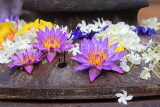SRI LANKA, Kelaniya Temple (near Colombo), flower offerings (water lilies), SLK5188JPL