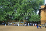 SRI LANKA, Kelaniya Temple (near Colombo), sacred Bo tree in temple grounds, SLK5192JPL