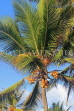 SRI LANKA, Negombo, King Coconut (Thambili) tree with fruit, SLK6127JPL