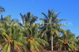 SRI LANKA, Negombo, King Coconut (Thambili) trees, SLK6126JPL