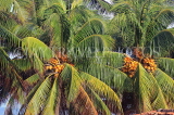 SRI LANKA, Negombo, King Coconut (Thambili) trees, SLK6222JPL