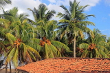 SRI LANKA, Negombo, King Coconut (Thambili) trees, SLK6224JPL