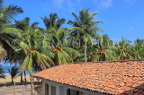 SRI LANKA, Negombo, King Coconut (Thambili) trees with fruit, SLK6128JPL