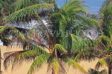 SRI LANKA, Negombo, King Coconut tree with fruit, SLK3550JPL