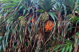 SRI LANKA, Negombo, Pandanus tree with fruit, SLK6311JPL