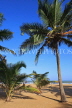 SRI LANKA, Negombo, beach and coconut trees, SLK2448JPL