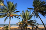 SRI LANKA, Negombo, beach and coconut trees, SLK2452JPL