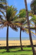 SRI LANKA, Negombo, beach and coconut trees, SLK3519JPL