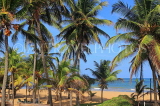 SRI LANKA, Negombo, beach and coconut trees, SLK6113JPL