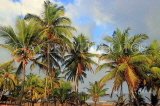 SRI LANKA, Negombo, coast and coconut trees, SLK5923JPL