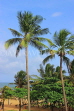 SRI LANKA, Negombo, coast and coconut tress, SLK3542JPL