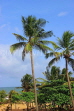 SRI LANKA, Negombo, coast and coconut tress, SLK3543JPL