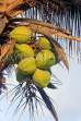SRI LANKA, Negombo, coconut tree with young fruit (Kurumba), SLK6135JPL
