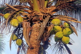 SRI LANKA, Negombo, coconut tree with young fruit (Kurumba), SLK6136JPL