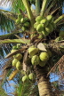 SRI LANKA, Negombo, coconut tree with young fruit, SLK3564JPL