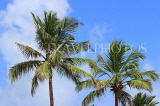 SRI LANKA, Negombo, coconut trees against blue sky, SLK3570JPL