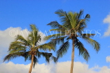 SRI LANKA, Negombo, coconut trees against blue sky, SLK3587JPL