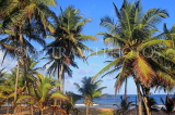 SRI LANKA, Negombo, coconut trees along coast, SLK6125JPL