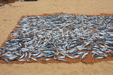 SRI LANKA, Negombo, fish drying out in the sun (to prepare saltfish), SLK2649JPL