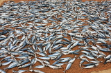 SRI LANKA, Negombo, fish drying out in the sun (to prepare saltfish), SLK2650JPL