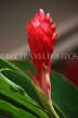 SRI LANKA, Negombo, flora, Red Ginger flower, SLK2521JPL