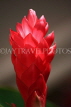 SRI LANKA, Negombo, flora, Red Ginger flower, SLK2522JPL